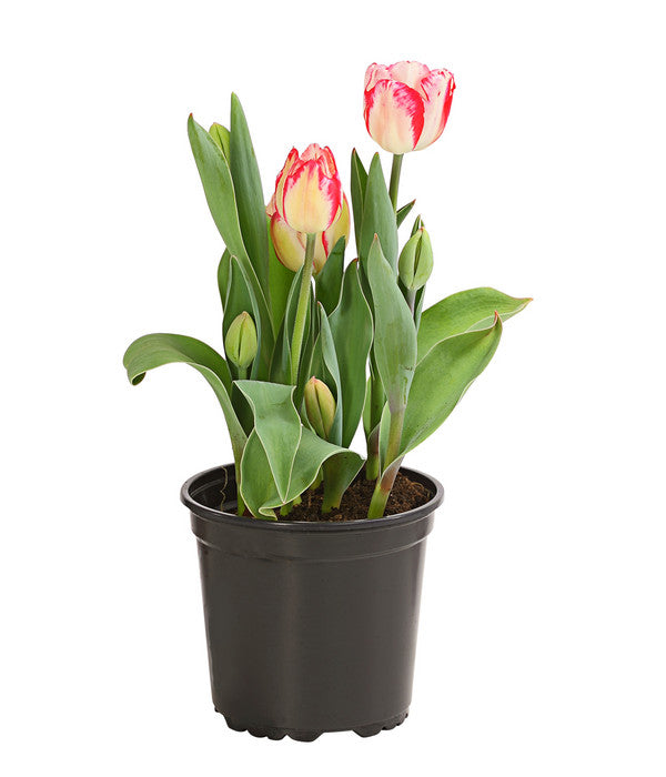  Tulpe 'Pleasure'