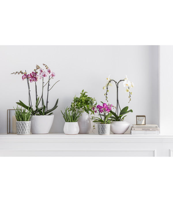  Schmetterlingsorchidee - Phalaenopsis Cultivars, Verschiedene Sorten