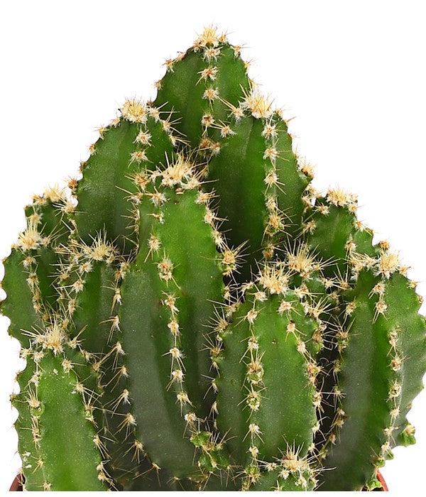  Felsenkaktus - Cereus Repandus/Cereus Peruvianus