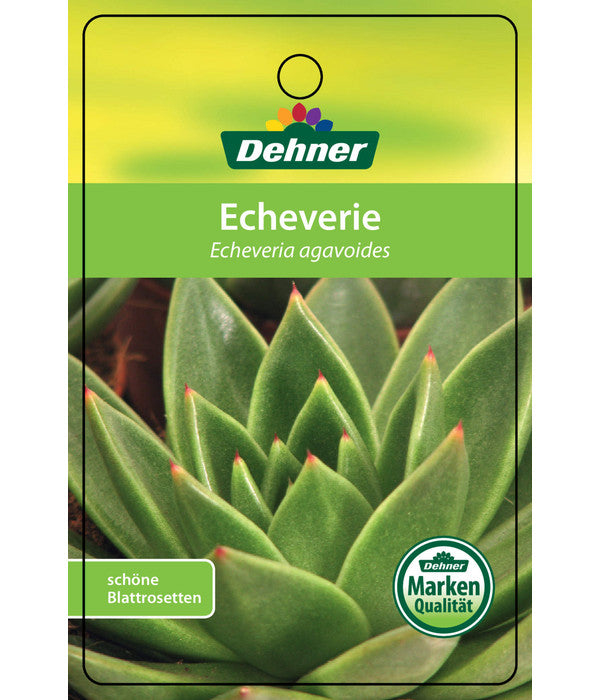  Echeverie - Echeveria Agavoides