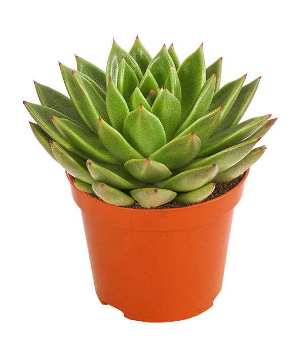  Echeverie - Echeveria Agavoides