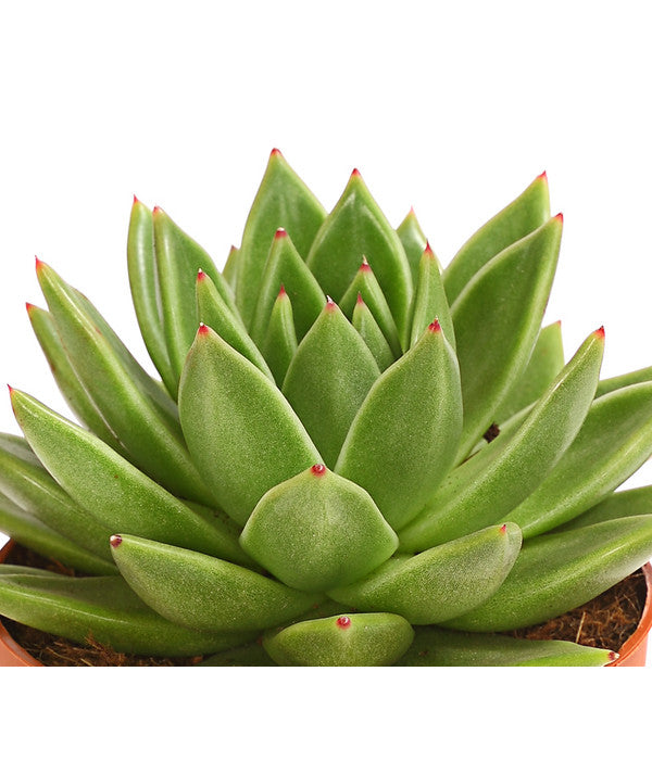  Echeverie - Echeveria Agavoides