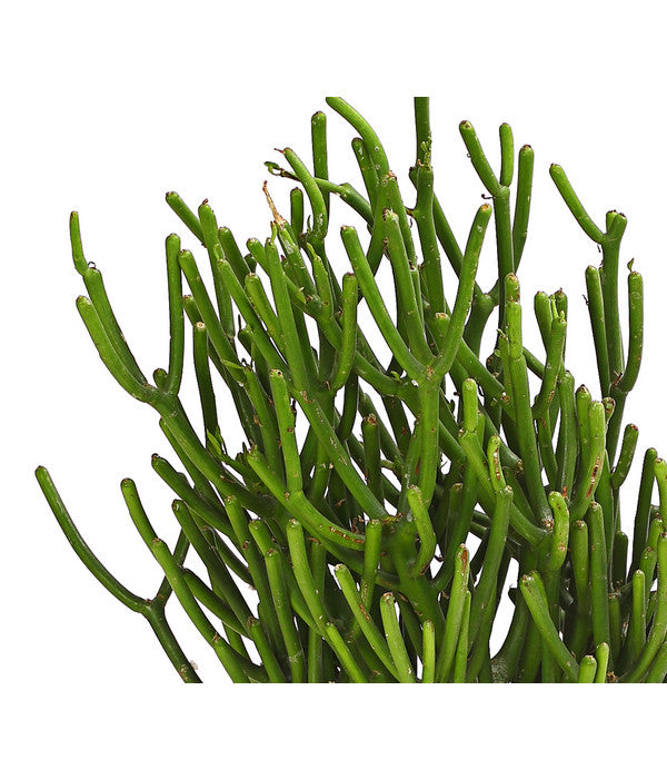  Bleistiftbaum - Euphorbia Tirucalli