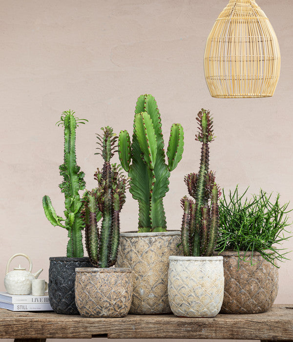  Bleistiftbaum - Euphorbia Tirucalli