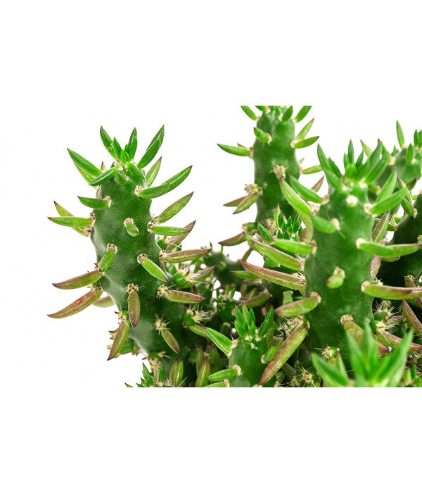  Feigenkaktus - Opuntia Subulata