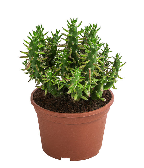  Feigenkaktus - Opuntia Subulata