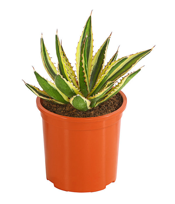  Agave 'Cuba' - Agave, Verschiedene Sorten