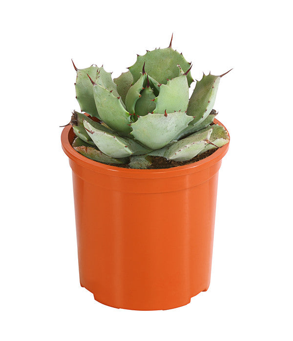  Agave 'Cuba' - Agave, Verschiedene Sorten