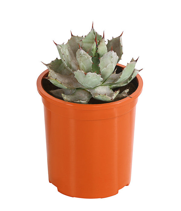  Agave 'Cuba' - Agave, Verschiedene Sorten