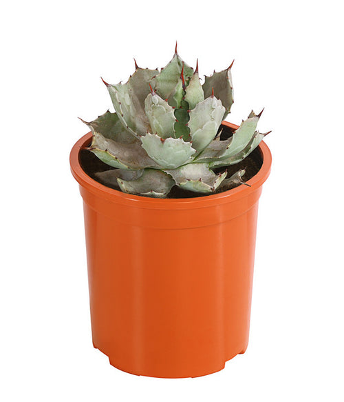  Agave 'Cuba' - Agave, Verschiedene Sorten