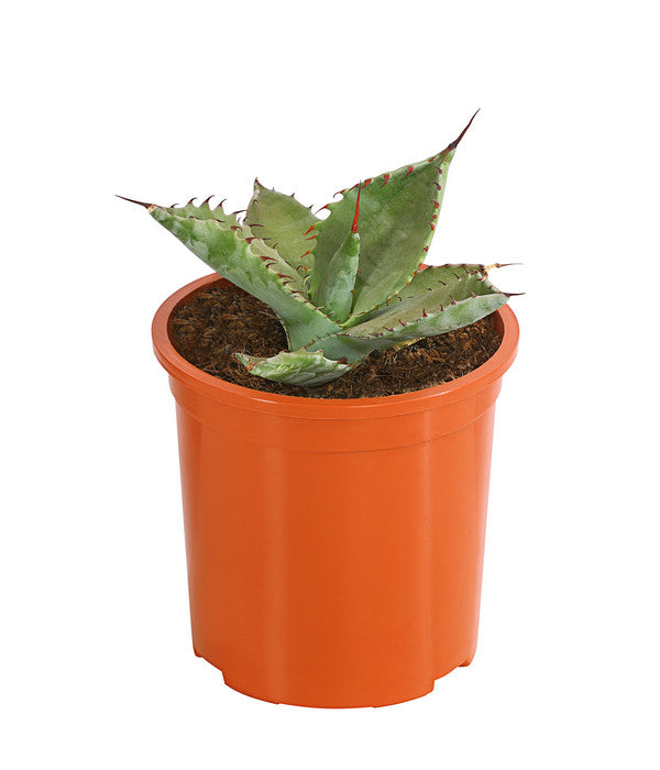  Agave 'Cuba' - Agave, Verschiedene Sorten