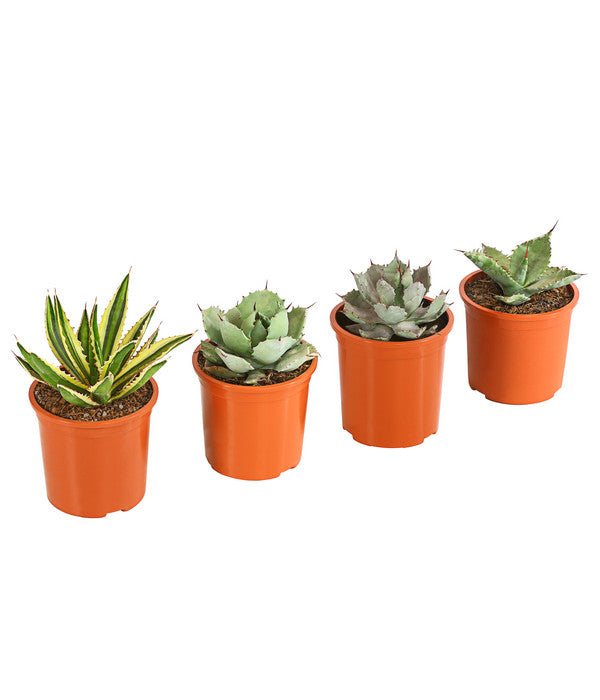  Agave 'Cuba' - Agave, Verschiedene Sorten