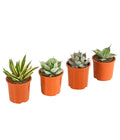  Agave 'Cuba' - Agave, Verschiedene Sorten