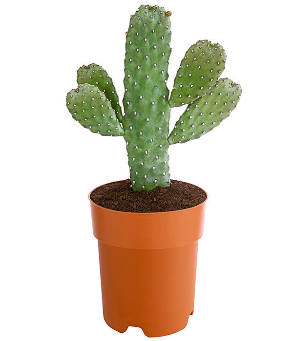  Feigenkaktus - Opuntia Consolea