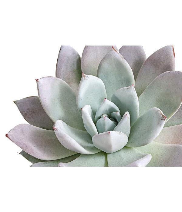  Echeverie - Echeveria-Hybride 'Mexican Giant'