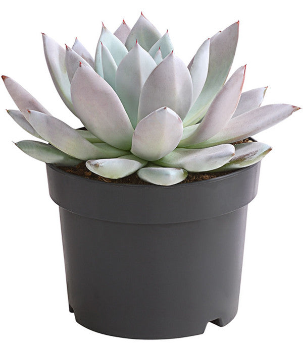  Echeverie - Echeveria-Hybride 'Mexican Giant'