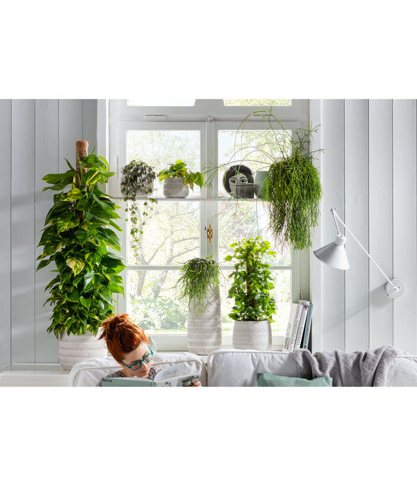  Baumfreund - Philodendron Scandens 'Brasil'