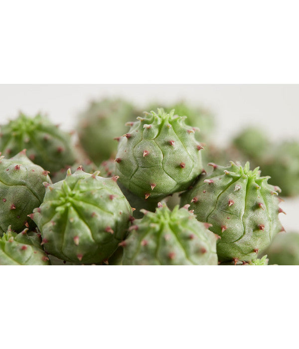  Ungewöhnliche Wolfsmilch - Euphorbia Pseudoglobosa