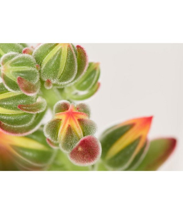  Echeverie - Echeveria Pulvinata 'Pulvinata'