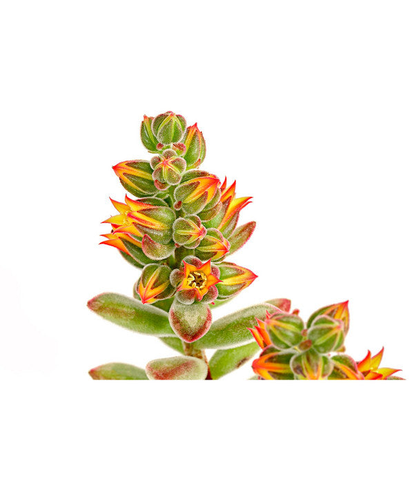  Echeverie - Echeveria Pulvinata 'Pulvinata'