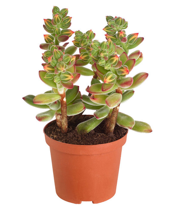  Echeverie - Echeveria Pulvinata 'Pulvinata'
