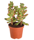  Echeverie - Echeveria Pulvinata 'Pulvinata'