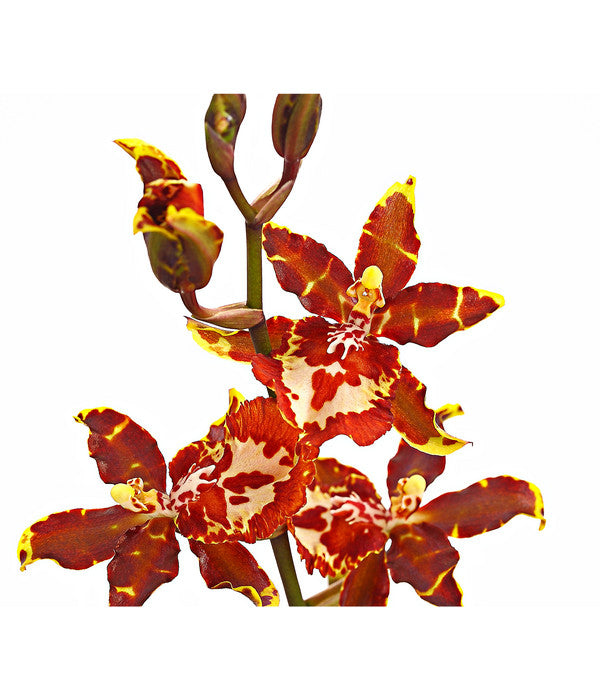  Colmanara-Orchidee - Colmanara 'Andrea'