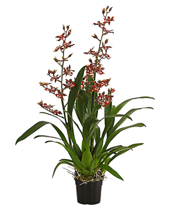  Colmanara-Orchidee - Colmanara 'Andrea'