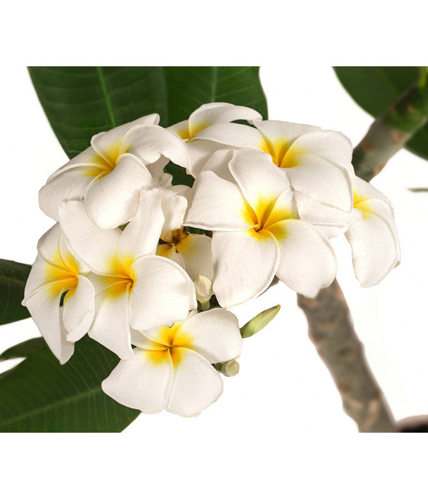  Frangipani - Plumeria Alba
