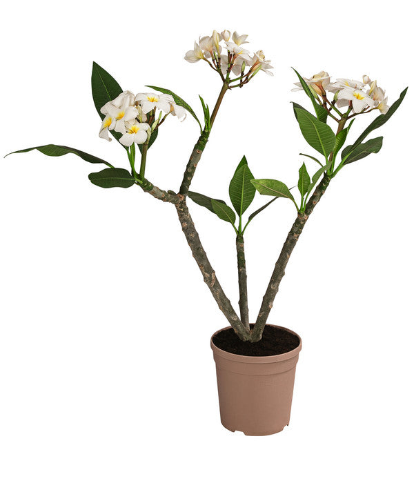  Frangipani - Plumeria Alba