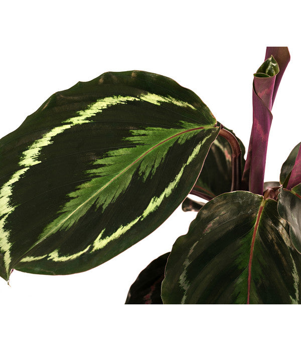 Korbmarante - Calathea Roseopicta 'Medallion'