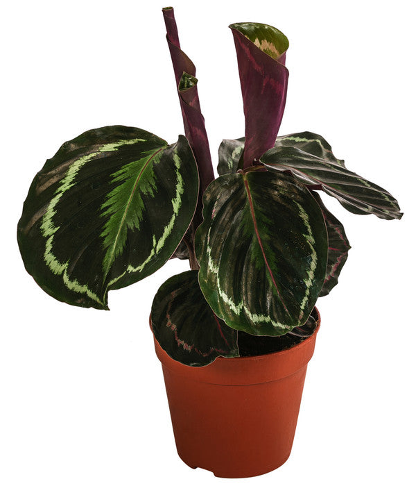  Korbmarante - Calathea Roseopicta 'Medallion'