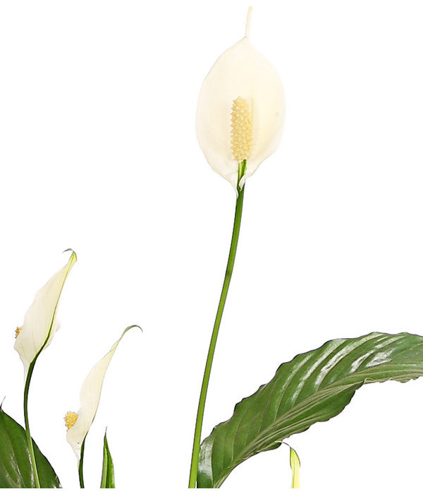  Air So Pure® Einblatt - Spathiphyllum Wallisii 'Chico'