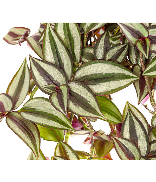  Dreimasterblume - Tradescantia Zebrina 'Violet Hill'