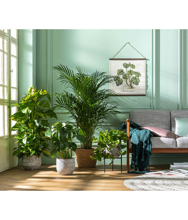  Efeutute - Epipremnum Aureum Am Moosstab