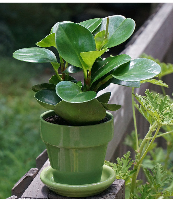  Peperomie - Peperomia Obtusifolia