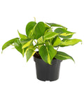  Baumfreund - Philodendron Scandens 'Brasil'