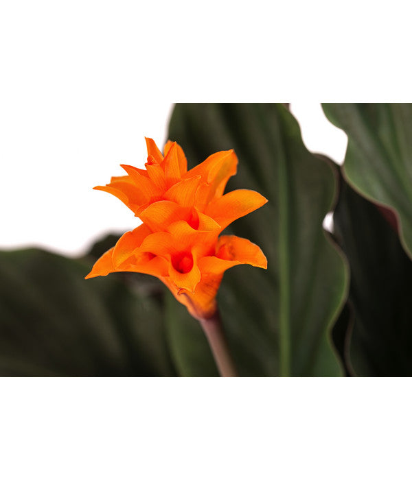  Korbmarante - Calathea Crocata
