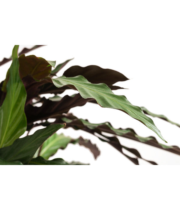  Korbmarante - Calathea Cultivars, Verschiedene Sorten