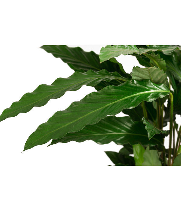  Korbmarante - Calathea Cultivars, Verschiedene Sorten