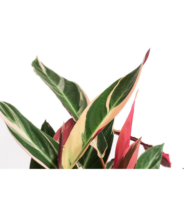  Korbmarante - Calathea Cultivars, Verschiedene Sorten