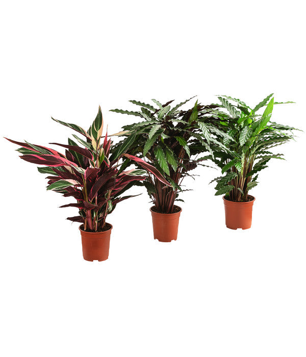  Korbmarante - Calathea Cultivars, Verschiedene Sorten