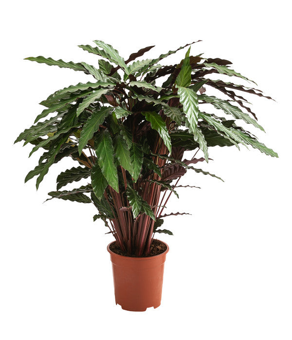 Korbmarante - Calathea Cultivars, Verschiedene Sorten