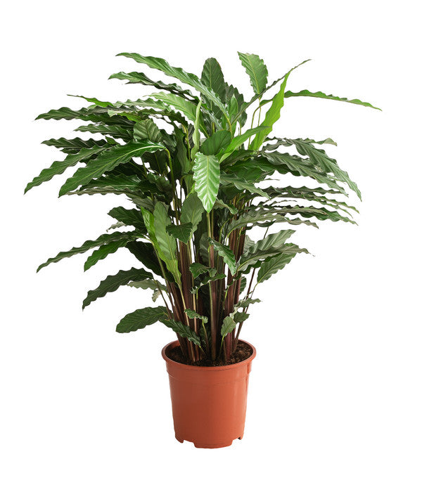  Korbmarante - Calathea Cultivars, Verschiedene Sorten