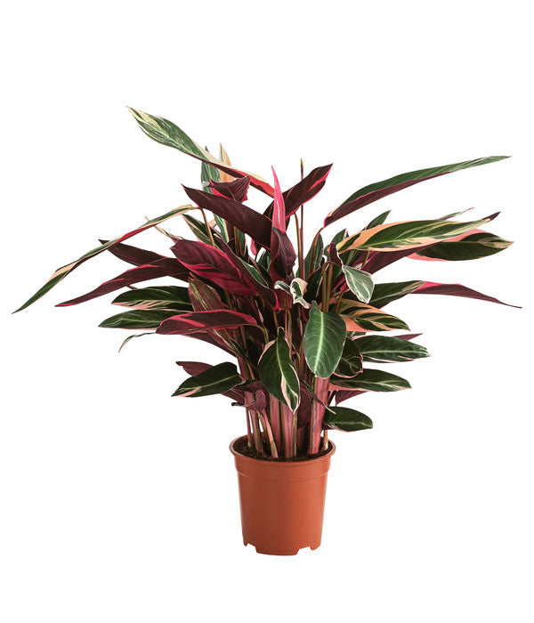  Korbmarante - Calathea Cultivars, Verschiedene Sorten