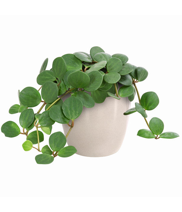  Peperomie - Peperomia Pecunifolia