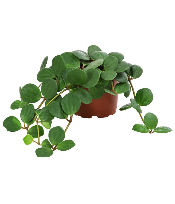  Peperomie - Peperomia Pecunifolia
