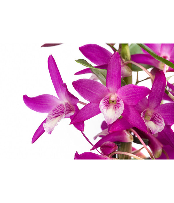  Traubenorchidee - Dendrobium 'Rainbow Dance'