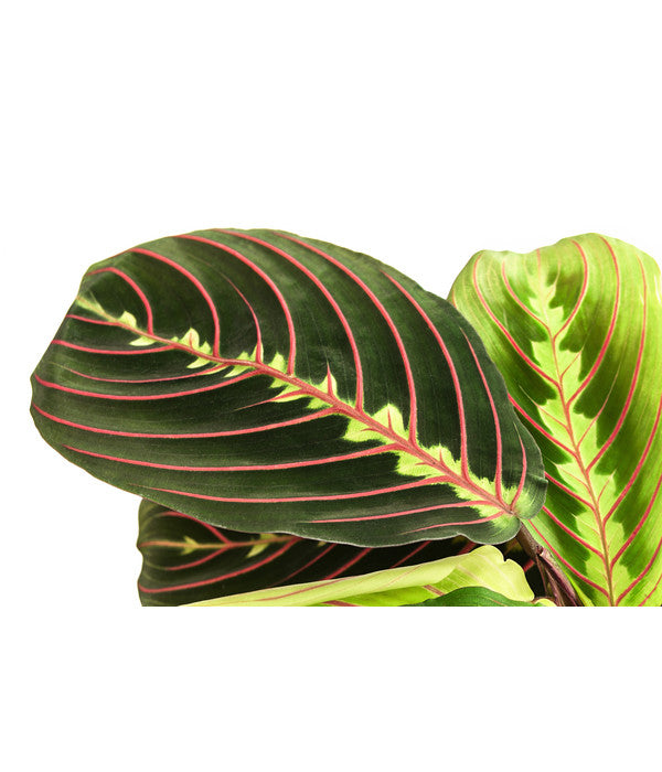  Marante - Maranta Leuconeura 'Fascinator'