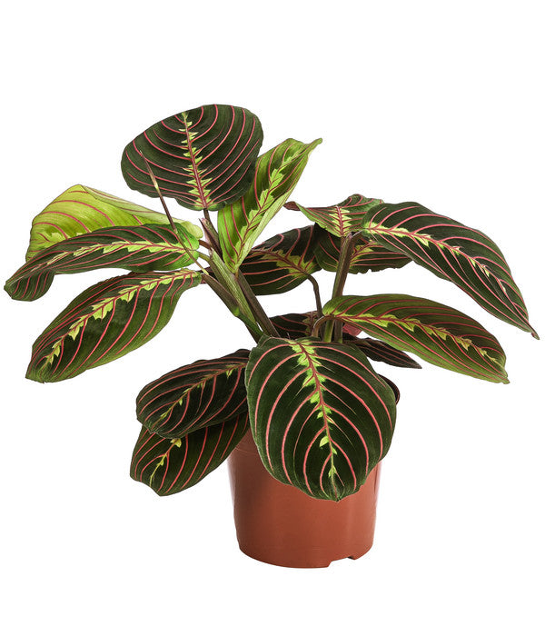  Marante - Maranta Leuconeura 'Fascinator'